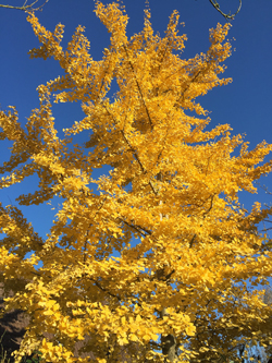 Ginkgo Automne Mioulane NewsJardinTV Jardimiou IMG 6685