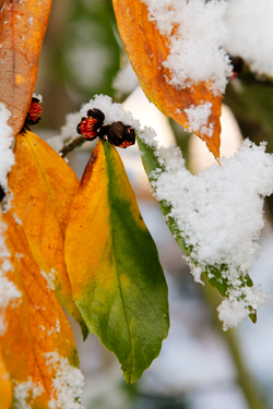 Neige Sycoparrotia Mioulane NewsJardinTV Jardimiou NPM 90250597