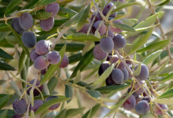 Olive Mioulane NewsJardinTV Jardimiou NPM 3008203790