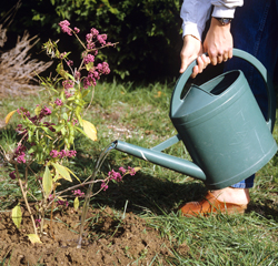Plantation Callicarpa Arrosage Mioulane NewsJardinTV Jardimiou NPM GIP0050212