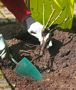 Plantation Rosier Mioulane NewsJardinTV Jardimiou PAMI 140908001