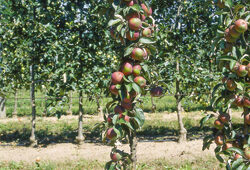 Pommier Colonnaire Delbard