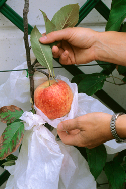 Recolte Pomme Mioulane NewsJardinTV Jardimiou NPM GIP0102090