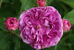 Rose Charles de Mills Mioulane NewsJaridnTV Jardimiou 14548501