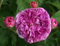 Rose Charles de Mills Mioulane NewsJaridnTV Jardimiou 14548501