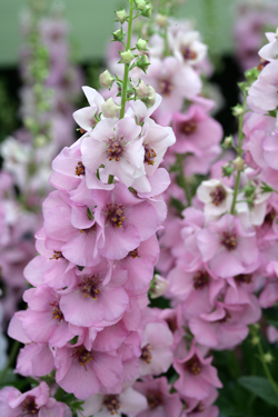 Verbascum Mioulane NewsJardinTV Jardimiou NPM 850290090