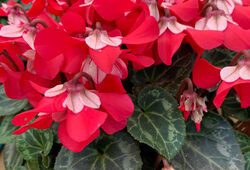 Cyclamen Djix Mioulane NewsJardinTV Jardimiou IMG 3736