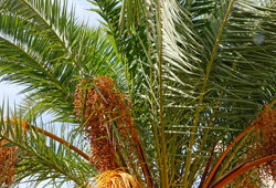 Dattier Phoenix Mioulane NewsJardinTV NPM 3008204354