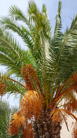 Dattier Phoenix Mioulane NewsJardinTV NPM 3008204354