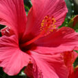 Hibiscus rosa sinensis Mioulane NewsJardinTV Jardimiou 325658422