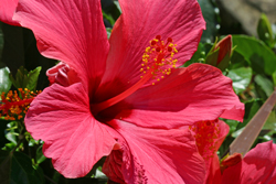 Hibiscus rosa sinensis Mioulane NewsJardinTV Jardimiou 325658422
