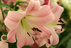 Lilium Mioulane NewsJardinTV Jardimiou NPM 850309333