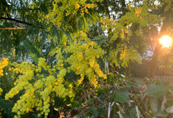 Mimosa Mioulane NewsJardinTV NPM 2808188276