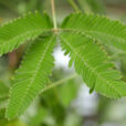 Mimosa pudica Mioulane NewsJardinTV Jardimiou P1130947