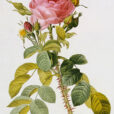 Pierre Joseph Redouté Rosa Bifera Macrocarpa WGA19030
