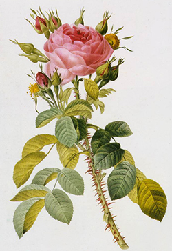 Pierre Joseph Redouté Rosa Bifera Macrocarpa WGA19030