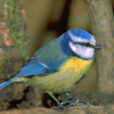 Mesange Bleue Mioulane NewsJardinTV Jardimiou IMG0068