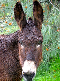 Ane Pluie Fauna