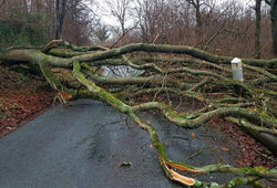 Arbre Tombé Tempete DR