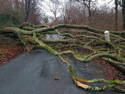 Arbre Tombé Tempete DR