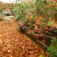 Automne Jardin Mioulane NewsJardinTV NPM 3008205453
