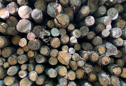 Bois Tas Mioulane NewsJqardinTV Jardimiou IMG 2233