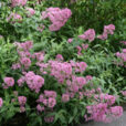 Centranthus Mioulane NewsJardinTV Jardimiou NPM 84955127