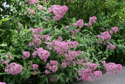 Centranthus Mioulane NewsJardinTV Jardimiou NPM 84955127