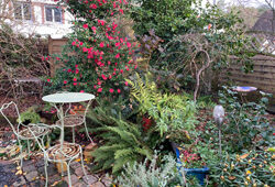 Jardin Hiver Camellia Mioulane NewsJardinTV Jardimiou MG 3870