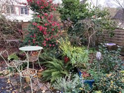 Jardin Hiver Camellia Mioulane NewsJardinTV Jardimiou MG 3870