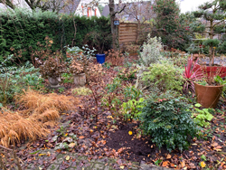 Jardin Hiver Mioulane NewsJardinTV Jardimiou IMG 3864