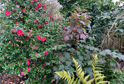 Massif Hiver Camelia Mioulane NewsJardinTV Jardimiou IMG 3865