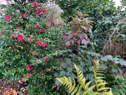 Massif Hiver Camelia Mioulane NewsJardinTV Jardimiou IMG 3865