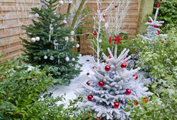 Noël Jardin Mioulane NewsJardinTV NPM 2607525623