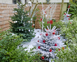 Noël Jardin Mioulane NewsJardinTV NPM 2607525623