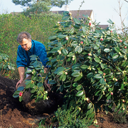 Plantation Camellia Mioulane NewsJardinTV Jardimiou NPM GIP0078447