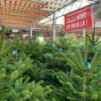 Sapin Noel Jardinerie Mioulane NewsJardinTV Jardimiou IMG 3738