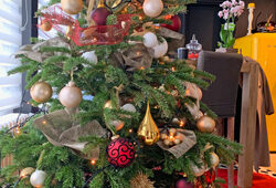 Sapin Noel Mioulane NewsJardinTV Jardimiou IMG 3844