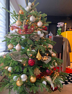 Sapin Noel Mioulane NewsJardinTV Jardimiou IMG 3844