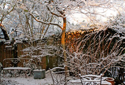 Soleil Hiver Neige Jardin Mioulane NewsJardinTV Jardimiou NPM 90250582