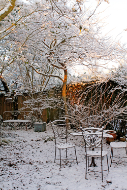 Soleil Hiver Neige Jardin Mioulane NewsJardinTV Jardimiou NPM 90250582