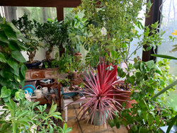 Veranda Plantes Mioulane NewsJardinTV NPM 3008205717
