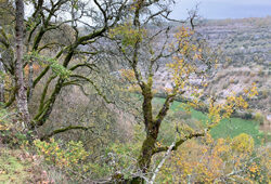 arbre caduc Automne Mioulane NewsJardinTV Jardimiou IMG 3666