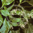 Cinchona officinalis Quinquina Flora