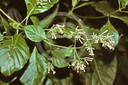 Cinchona officinalis Quinquina Flora