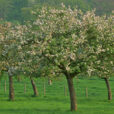 Floraison Precco Fruitier Mioulane NewsJardinTV Jardimiou IMG0045