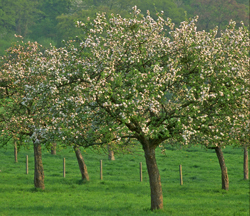 Floraison Precco Fruitier Mioulane NewsJardinTV Jardimiou IMG0045