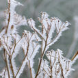 Givre Ombellifere Mioulane NewsJardinTV Jardimiou 44542