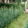 Herbe Sentier Mioulane NewsJardinTV Jardimiou NPM 850312366