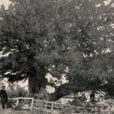 If Lorton 1903